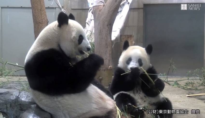 Watch Japan's Most Popular Panda Xiang Xiang Eat Bamboo To The Tune Of ...